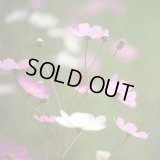 【終売御礼】《季節限定》越後妻有ブレンド「秋　桜」(150g袋入) ※ネットストア限定