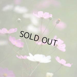 画像1: 【終売御礼】《季節限定》越後妻有ブレンド「秋　桜」(250g袋入) ※ネットストア限定