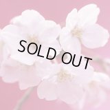 【終売御礼】《期間限定》MEALCRAFTブレンド「チェリー・ブロッサム」(150g袋入)