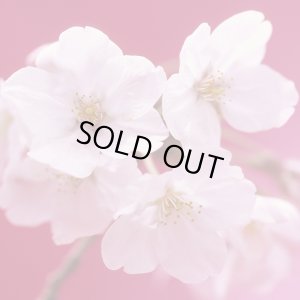 画像1: 【終売御礼】《期間限定》MEALCRAFTブレンド「チェリー・ブロッサム」(250g袋入)