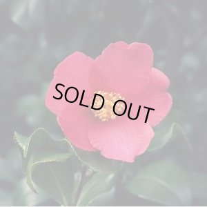 画像1: 【終売御礼】《季節限定》越後妻有ブレンド「雪＊椿」(150g袋入) ※ネットストア限定