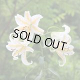 【終売御礼】《季節限定》越後妻有ブレンド「山百合」(150g袋入) ※ネットストア限定