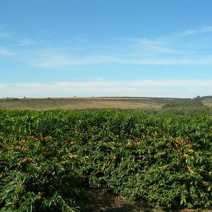 画像4: ブラジル「コンゴーニアス農園 -セラード ブルボン・クラシコ-」(150g袋入)