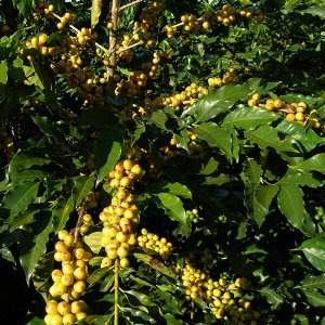 画像3: ブラジル「コンゴーニアス農園 -セラード ブルボン・クラシコ-」(150g袋入)