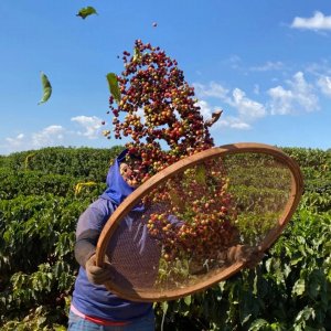 画像2: 《限定》ブラジル「ドナ・ネネン農園 “デカフェ”ブルボン」(500g袋入)