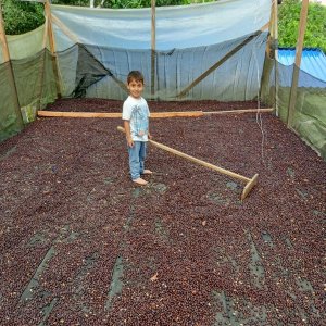 画像4: 《限定》コロンビア「エル ミラドール農園 -ナチュラル- “ピンクブルボン＆ブルボン”」(250g袋入)