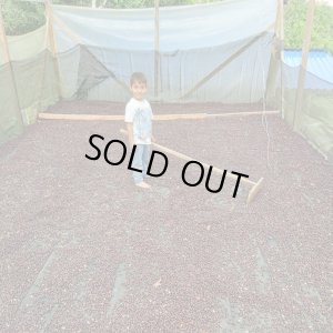 画像4: 【残り僅か】《限定》コロンビア「エル ミラドール農園 -ナチュラル- “ピンクブルボン＆ブルボン”」(250g袋入)