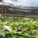 画像4: コロンビア「エル・ロブレ農園 -メサ・デ・ロス・サントス- New Generation」(500g袋入) (4)
