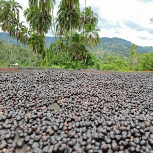 画像2: 《限定》エチオピア「ケビルゲイシャ農園 “ゲイシャ・ナチュラル G1”」(150g袋入)