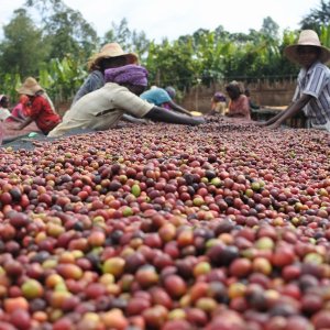 画像1: 《限定》エチオピア「イルガチェフェ “ナチュラル” -ブナブナ G1-」(150g袋入)