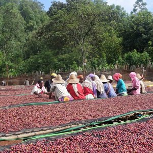 画像2: 《限定》エチオピア「イルガチェフェ “ナチュラル” -ブナブナ G1-」(150g袋入)