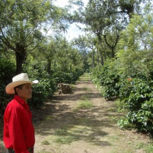 画像1: グアテマラ「ラ・フェリシダ農園 -アンティグア-」(150g袋入)