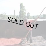 【完売御礼】ケニア「カンゴチョ・ファクトリー／ギカンダコーヒー生産者組合」(1kg袋入) ※店舗会員様・ネットストア限定