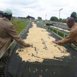 ケニア「カラティナ・ファクトリー／バリチュコーヒー生産者組合」(150g袋入)