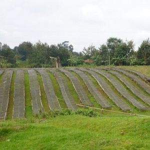 画像3: ケニア「カラティナ・ファクトリー／バリチュコーヒー生産者組合」(500g袋入)