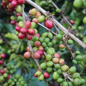 画像4: ケニア「カラティナ・ファクトリー／バリチュコーヒー生産者組合」(500g袋入)