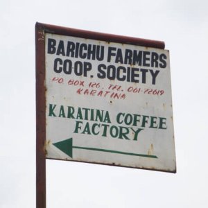 画像5: ケニア「カラティナ・ファクトリー／バリチュコーヒー生産者組合」(500g袋入)