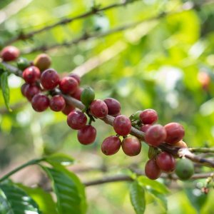 画像2: 《限定》ケニア「エンデベス農園 “ナチュラル”」(500g袋入)