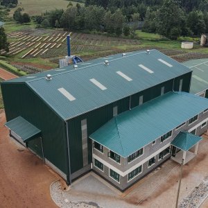 画像3: 《限定》ケニア「エンデベス農園 “ナチュラル”」(500g袋入)