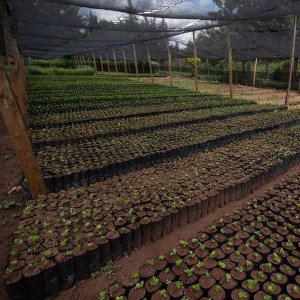 画像5: 《限定》ケニア「エンデベス農園 “ナチュラル”」(500g袋入)