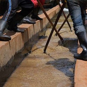 画像1: 《限定》ケニア「キウング・ファクトリー／サンバナ農業協同組合」(1kg袋入) ※店舗会員様・ネットストア限定