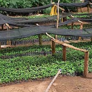 画像2: 《限定》ケニア「キウング・ファクトリー／サンバナ農業協同組合」(1kg袋入) ※店舗会員様・ネットストア限定