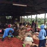 ケニア「カリミクイ・ファクトリー／ルンゲトコーヒー生産者組合」(150g袋入)