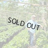 【完売御礼】《限定》ニカラグア「リモンシージョ農園 “ジャバニカ・ウォッシュト”」(1kg袋入) ※店舗会員様・ネットストア限定