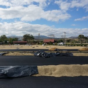 画像2: 《限定》ニカラグア「リモンシージョ農園 “ジャバニカ・ウォッシュト”」(250g袋入)