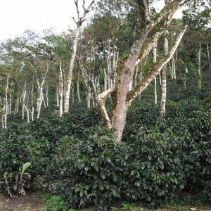 画像3: 《限定》ニカラグア「リモンシージョ農園 “ジャバニカ・ウォッシュト”」(250g袋入)