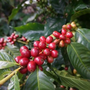 画像4: 《限定》ニカラグア「リモンシージョ農園 “ジャバニカ・ウォッシュト”」(250g袋入)