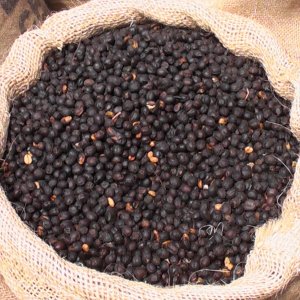 画像5: 《限定》エルサルバドル「サンタ・リタ農園 “ブルボン・ナチュラル”」(250g袋入)