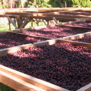 画像4: 《限定》エルサルバドル「サンタ・リタ農園 “ブルボン・ナチュラル”」(250g袋入)