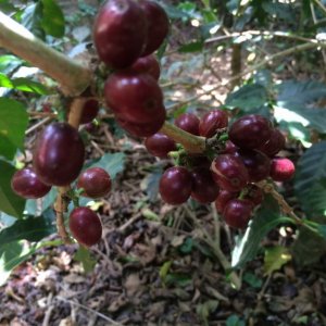 画像3: 《限定》エルサルバドル「サンタ・リタ農園 “ブルボン・ナチュラル”」(250g袋入)