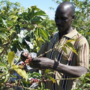 画像3: 《限定》タンザニア「ムリバ -タリメ・ゴールドマイン AA-」(500g袋入)