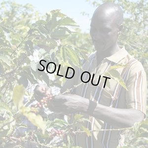 画像3: 【完売御礼】《限定》タンザニア「ムリバ -タリメ・ゴールドマイン AA-」(250g袋入)