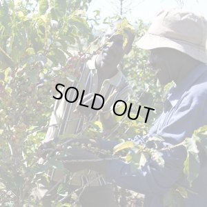 画像2: 【完売御礼】《限定》タンザニア「ムリバ -タリメ・ゴールドマイン AA-」(250g袋入)