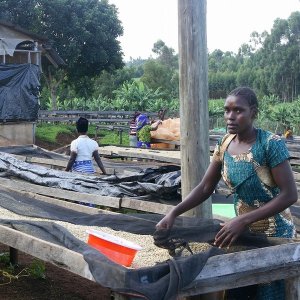 画像4: 《限定》タンザニア「ムリバ -タリメ・ゴールドマイン AA-」(500g袋入)