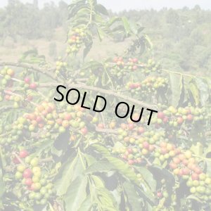 画像4: 【完売御礼】《限定》タンザニア「ンギラ農園 “ピーベリー”」(250g袋入)