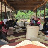 《限定》タンザニア「ンギラ農園 “ピーベリー”」(150g袋入)