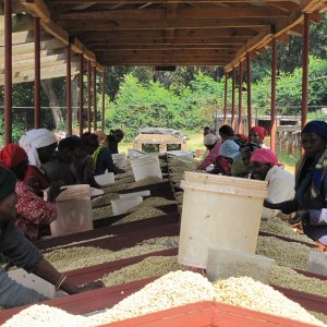 画像1: 《限定》タンザニア「ンギラ農園 “ピーベリー”」(250g袋入)